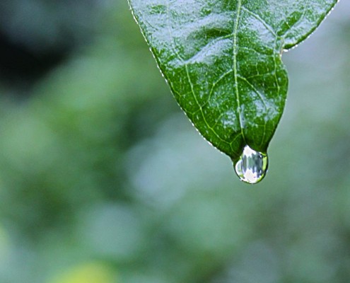 l'eau principale ingrédient pour la fabrication de la bière